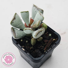 Load image into Gallery viewer, Adromischus triflorus (grey form)