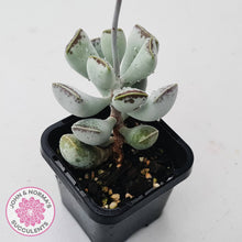 Load image into Gallery viewer, Adromischus triflorus (grey form)
