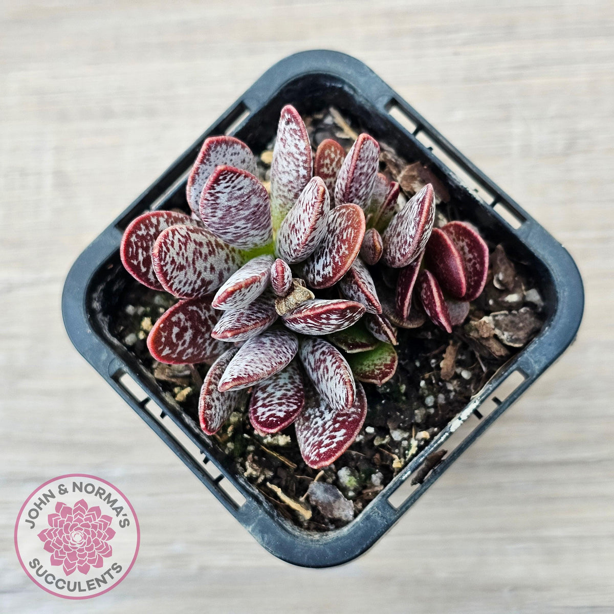Adromischus trigynus