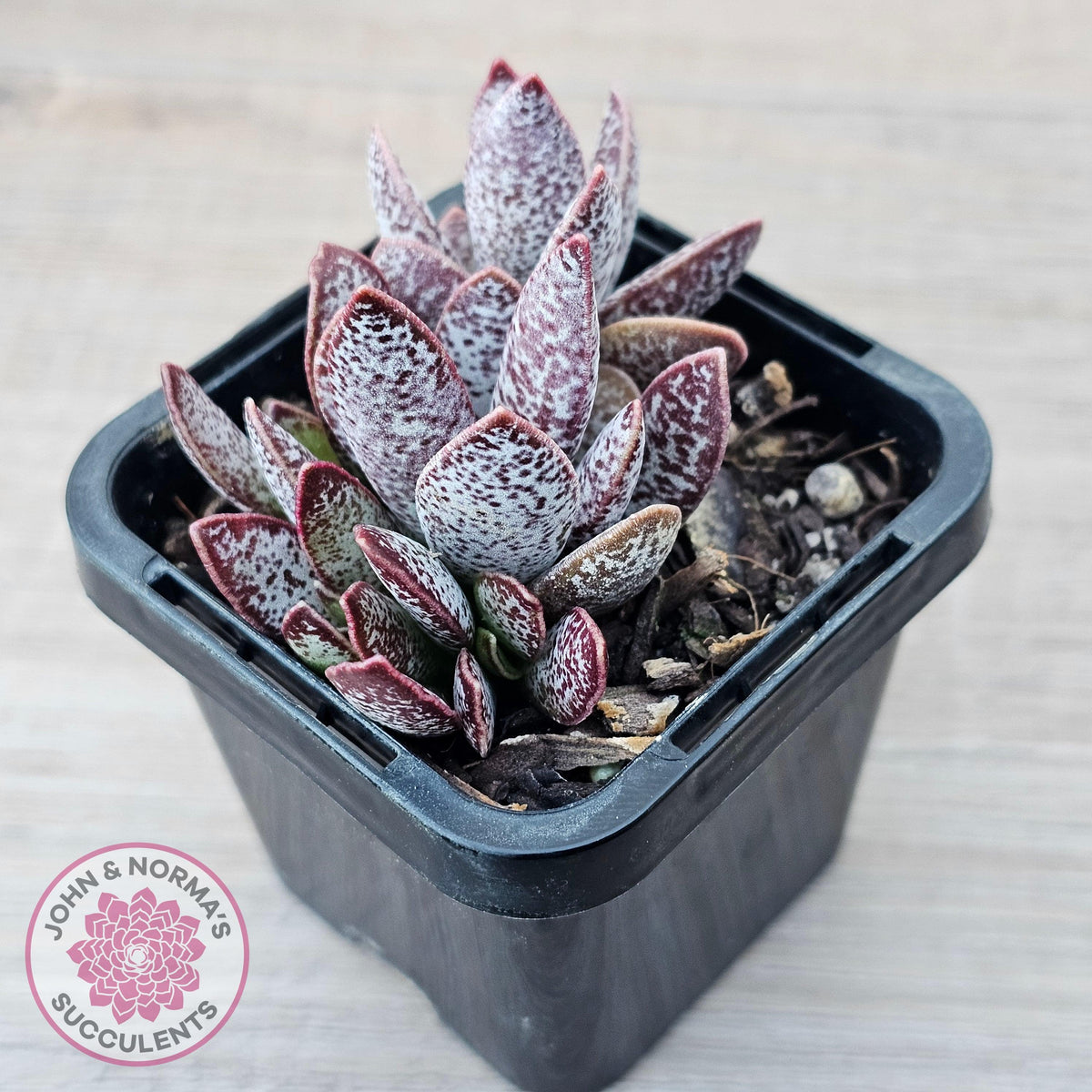 Adromischus trigynus