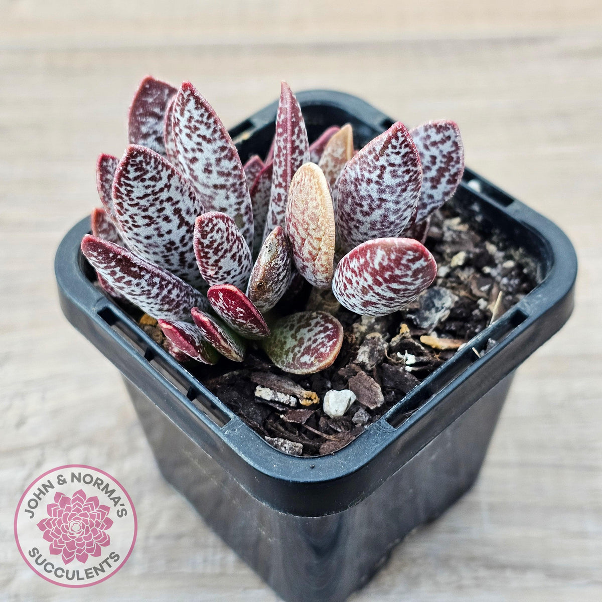 Adromischus trigynus