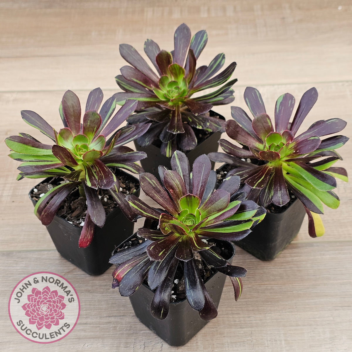 Aeonium 'Big Bang'