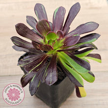 Load image into Gallery viewer, Aeonium 'Big Bang'