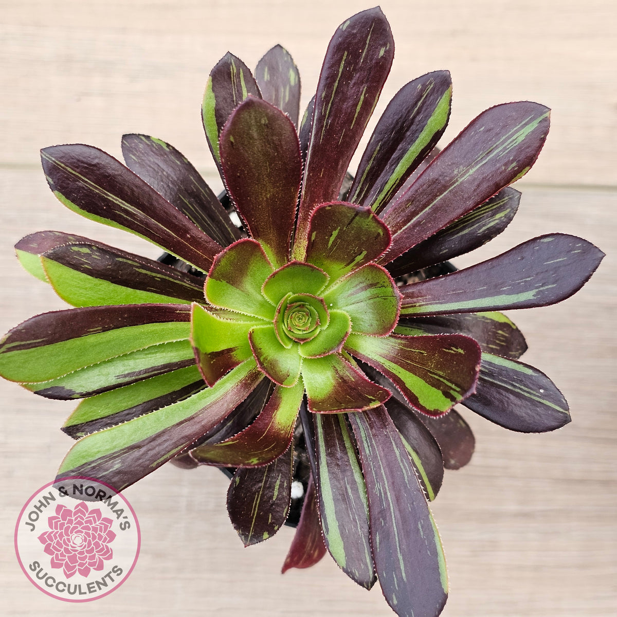 Aeonium 'Big Bang'