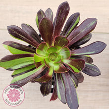 Load image into Gallery viewer, Aeonium 'Big Bang'
