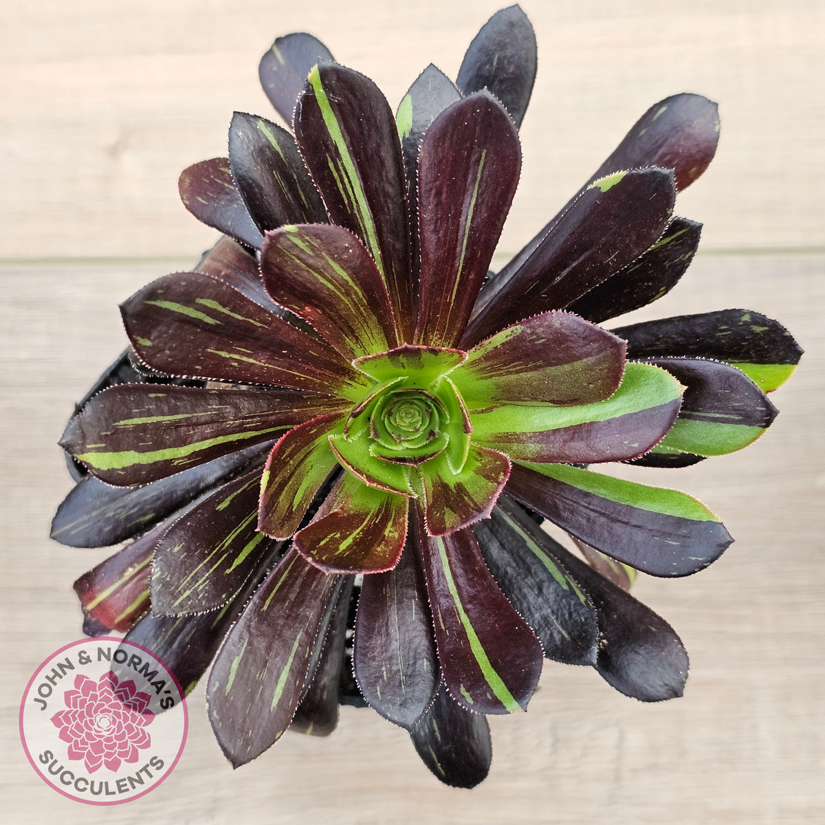 Aeonium 'Big Bang'