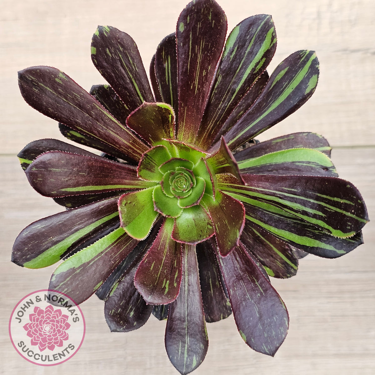 Aeonium 'Big Bang'