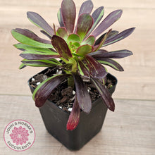 Load image into Gallery viewer, Aeonium 'Big Bang'