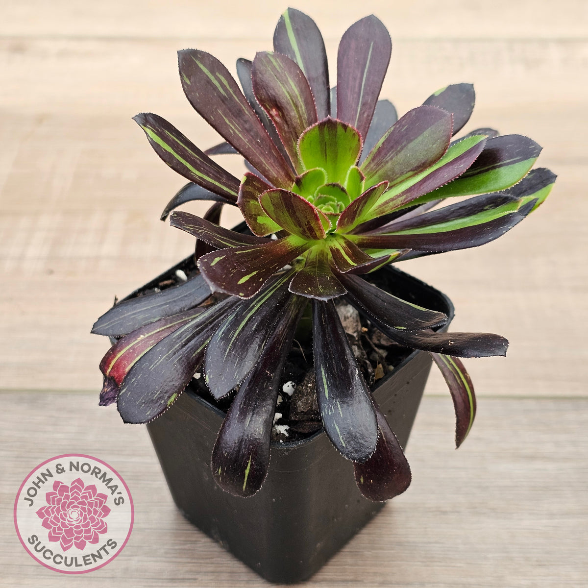 Aeonium 'Big Bang'