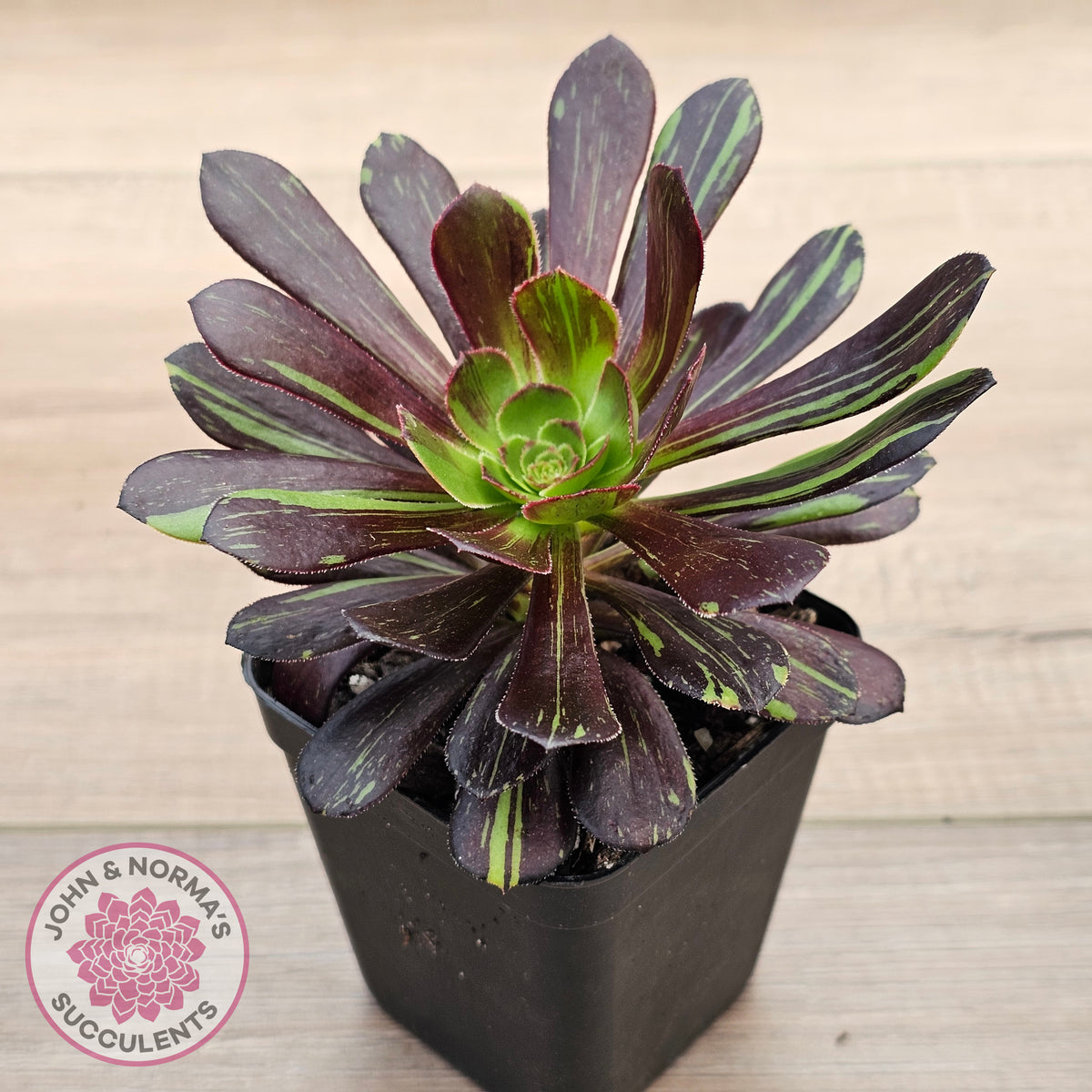 Aeonium 'Big Bang'