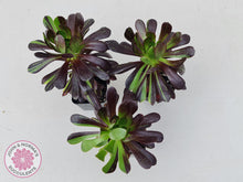 Load image into Gallery viewer, Aeonium 'Big Bang' - John & Norma's Succulents Australia