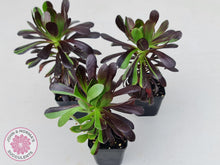 Load image into Gallery viewer, Aeonium 'Big Bang' - John & Norma's Succulents Australia