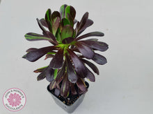 Load image into Gallery viewer, Aeonium 'Big Bang' - John & Norma's Succulents Australia