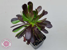 Load image into Gallery viewer, Aeonium 'Big Bang' - John & Norma's Succulents Australia