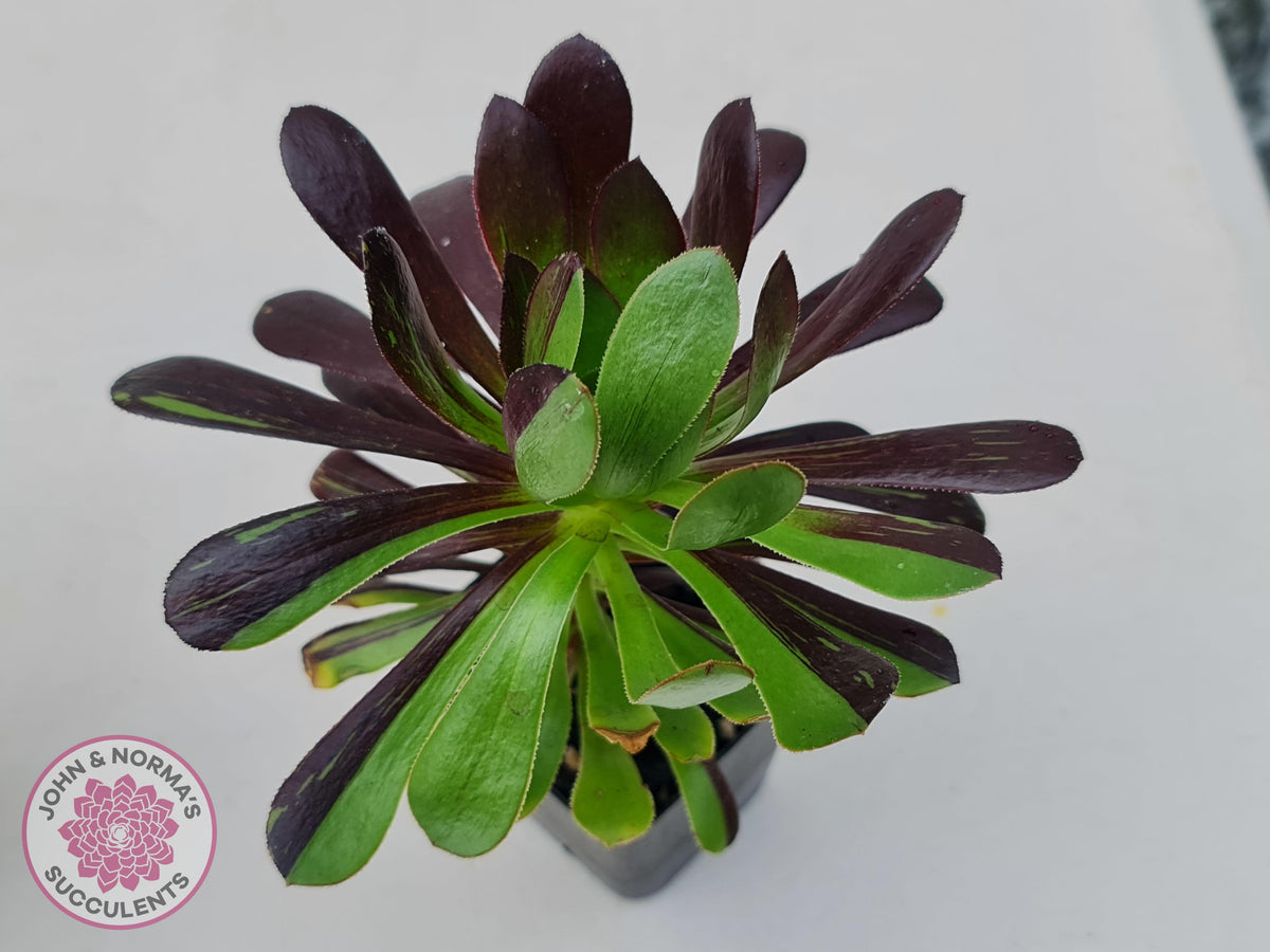 Aeonium 'Big Bang'