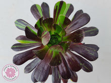 Load image into Gallery viewer, Aeonium 'Big Bang' - John & Norma's Succulents Australia