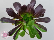 Load image into Gallery viewer, Aeonium 'Big Bang' - John & Norma's Succulents Australia