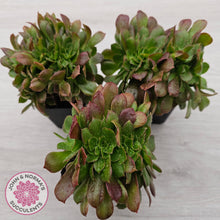 Load image into Gallery viewer, Aeonium 'Blushing Beauty' Crest