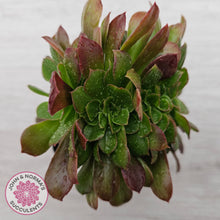 Load image into Gallery viewer, Aeonium 'Blushing Beauty' Crest