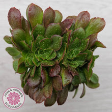 Load image into Gallery viewer, Aeonium 'Blushing Beauty' Crest