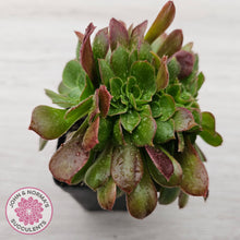 Load image into Gallery viewer, Aeonium 'Blushing Beauty' Crest