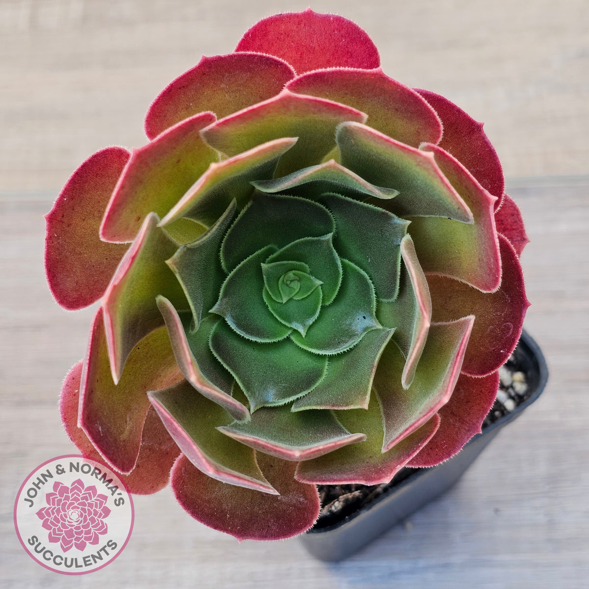 Aeonium 'Blushing Beauty'