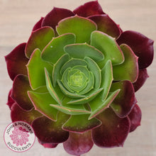 Load image into Gallery viewer, Aeonium 'Blushing Beauty'