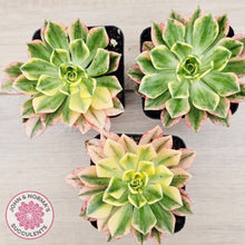 Load image into Gallery viewer, Aeonium Bronze Medal Variegated 'Sweet Tea'