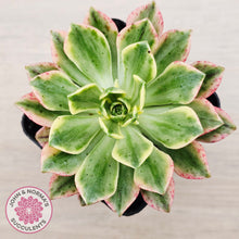Load image into Gallery viewer, Aeonium Bronze Medal Variegated 'Sweet Tea'