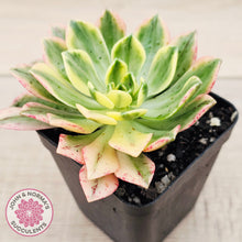 Load image into Gallery viewer, Aeonium Bronze Medal Variegated 'Sweet Tea'