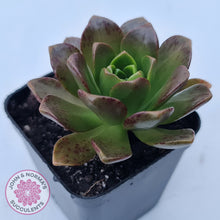 Load image into Gallery viewer, Aeonium Bronze Medal (multi)