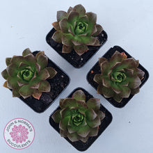 Load image into Gallery viewer, Aeonium Bronze Medal (multi)