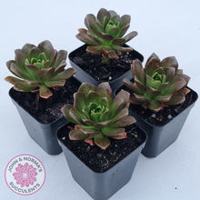 Load image into Gallery viewer, Aeonium Bronze Medal (multi)