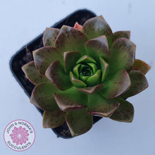 Load image into Gallery viewer, Aeonium Bronze Medal (multi)