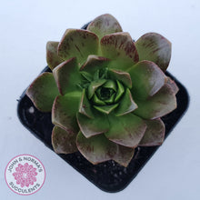 Load image into Gallery viewer, Aeonium Bronze Medal (multi)