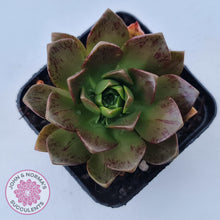Load image into Gallery viewer, Aeonium Bronze Medal (multi)