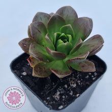Load image into Gallery viewer, Aeonium Bronze Medal (multi)