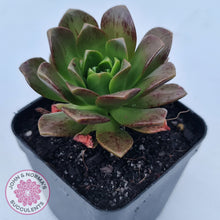 Load image into Gallery viewer, Aeonium Bronze Medal (multi)