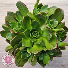 Load image into Gallery viewer, Aeonium Bronze Medal (multi)