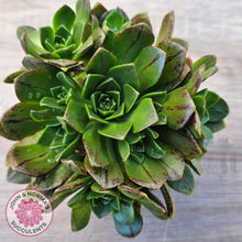 Load image into Gallery viewer, Aeonium Bronze Medal (multi)