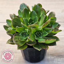 Load image into Gallery viewer, Aeonium Bronze Medal (multi)