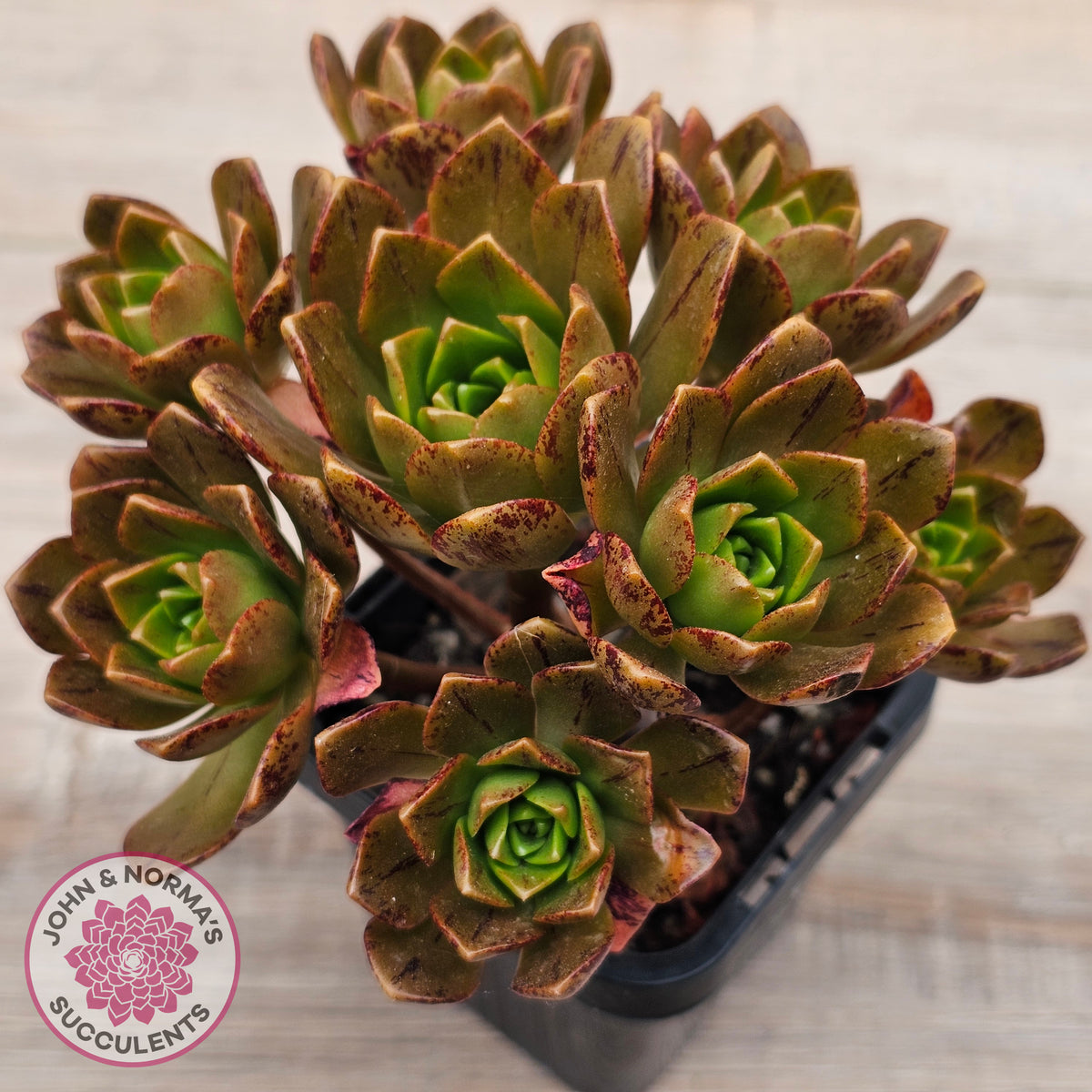 Aeonium 'Bronze Medal' (Multi)