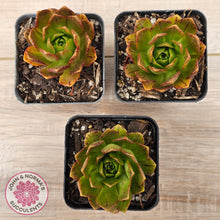 Load image into Gallery viewer, Aeonium 'Bronze Medal'
