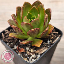 Load image into Gallery viewer, Aeonium 'Bronze Medal'