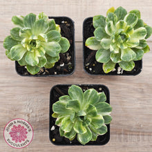 Load image into Gallery viewer, Aeonium Castello-Paivae Variegata 'Suncup'