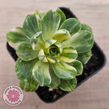 Load image into Gallery viewer, Aeonium Castello-Paivae Variegata 'Suncup'