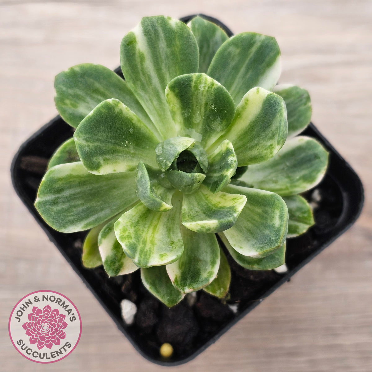 Aeonium Castello-Paivae Variegata 'Suncup'