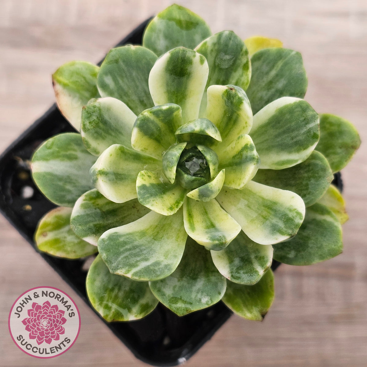 Aeonium Castello-Paivae Variegata 'Suncup'