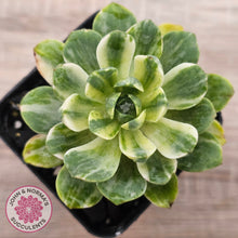 Load image into Gallery viewer, Aeonium Castello-Paivae Variegata 'Suncup'