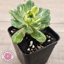 Load image into Gallery viewer, Aeonium Castello-Paivae Variegata 'Suncup'